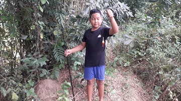 câu cá thác lác bằng mồi trùng