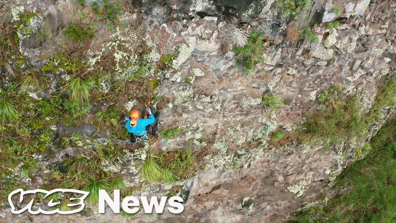 Drones Are Helping Botanists Hunt for Hawaii's Rarest Plants