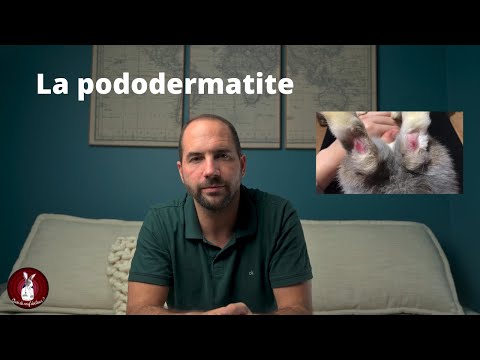 La pododermatite du lapin, qu'est ce que c'est? Comment la soigner et comment l'éviter?