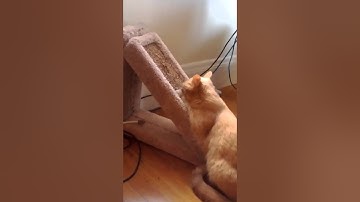 Catnip on the scratching post