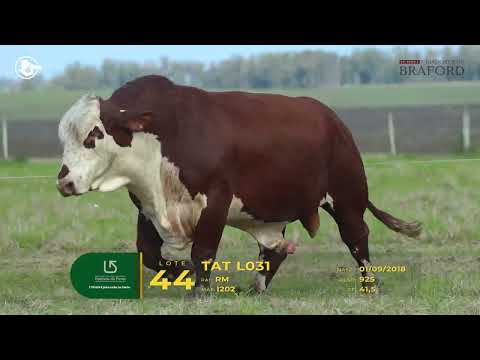 LOTE 44 - TAT L031