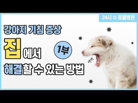 강아지 기침증상 1부 - 집에서 해결할 수 있는 방법 [24시수동물병원]