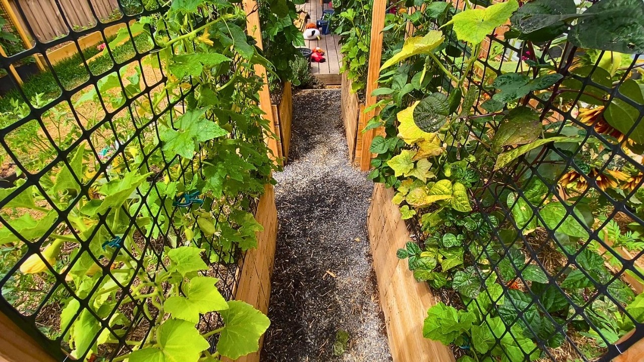 My Small Backyard Garden - Day 101