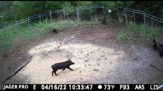 Trapping Hogs (JagerPro Mine Trapping System)