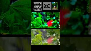 Raw Video Vs Colour Graded Video