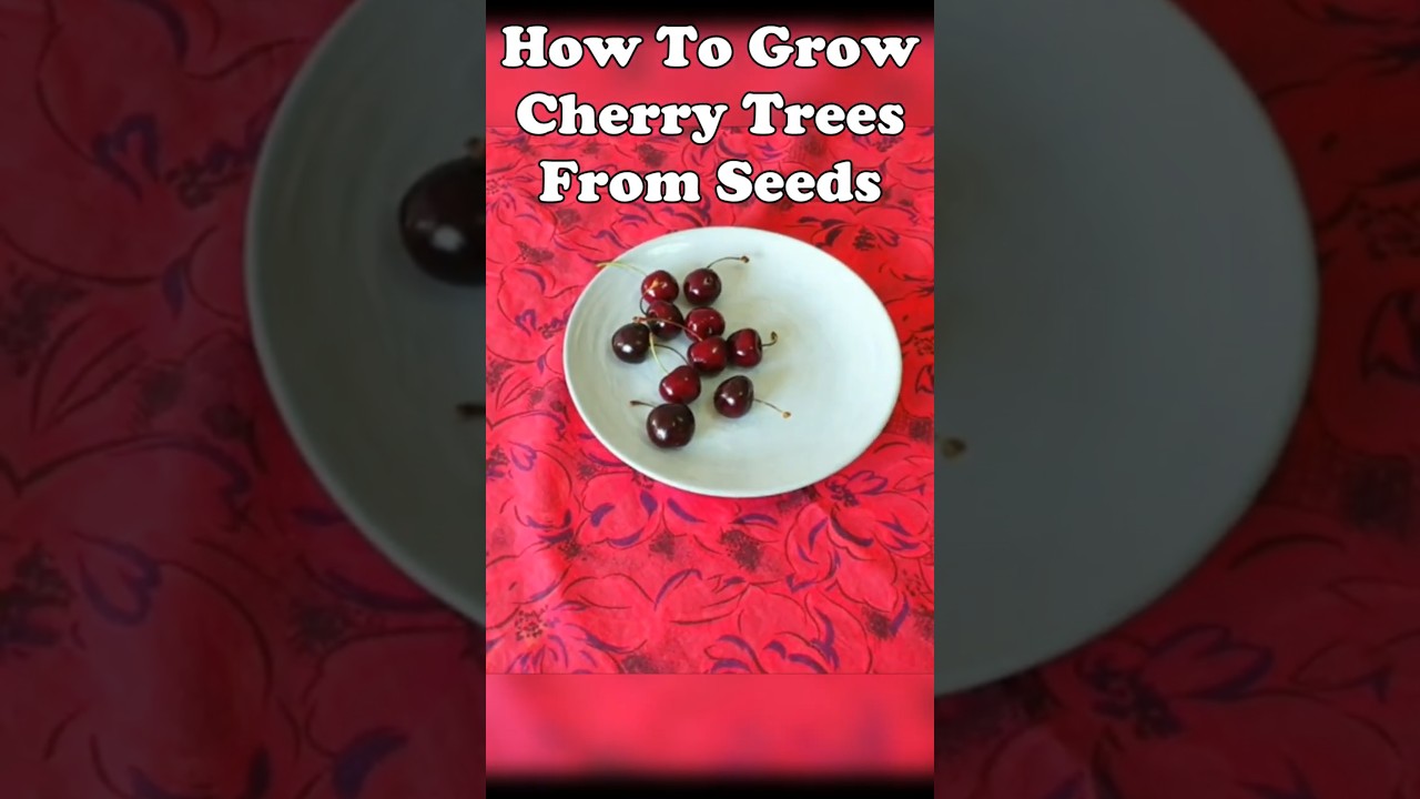 Вырастите вишневые деревья из семян 