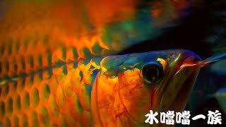 1150801 水噹噹一族