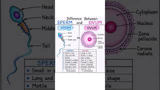 # shorts # bsc nursing # difference between sperm and ovum # shorts #