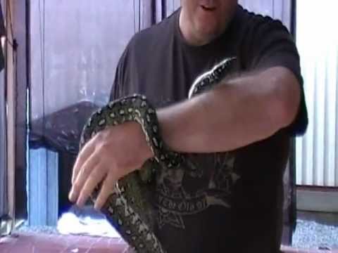 Diamond python