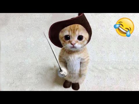 Videos De Risa De Animales 2023 - Perros y Gatos Chistosos - Videos De Animales Graciosos #23