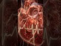 Inside a Beating Heart: What You’ve NEVER Seen! 🫀 Shocking 3D View!