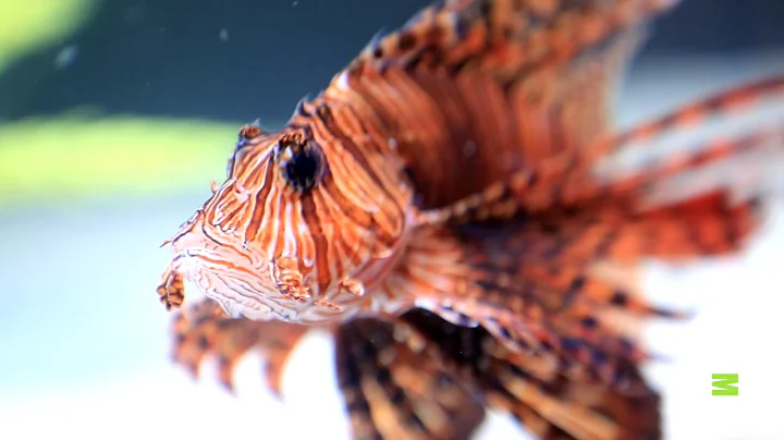 Check Out This Family's New Custom-Designed Fish Tank | Tanked