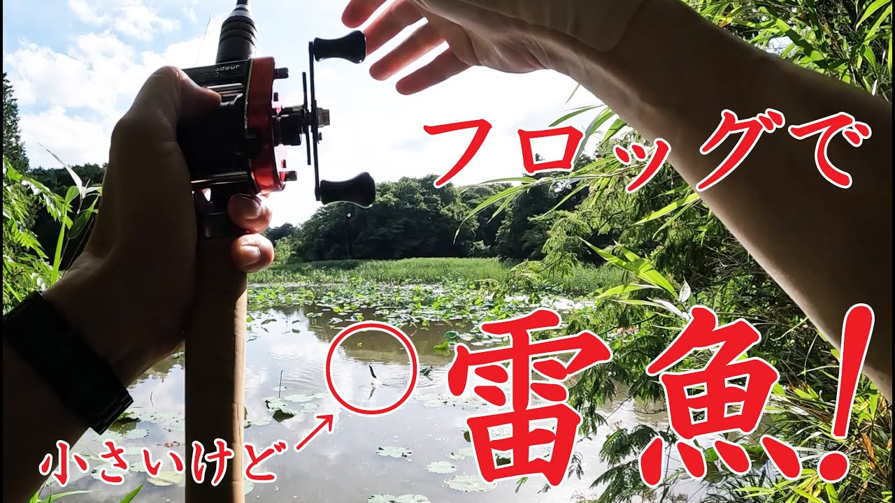 【トップウォーター】フロッグゲーム！「アンバサダー2000＋スーパーストライク」で雷魚！　※雷魚専門の人ではありません　