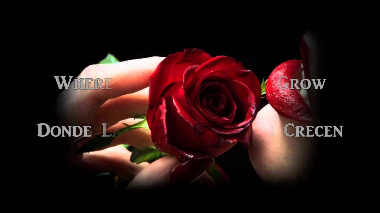 Chamber Where The Wild Roses Grow (Nick Cave Cover) YouTube