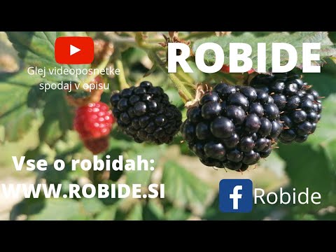 ROBIDE, ROBIDA, ČRNA ROBIDA, ROBIDNICE, ROBIDE RECEPTI, REZ ROBIDE, RAZMNOŽEVANJE ROBIDE