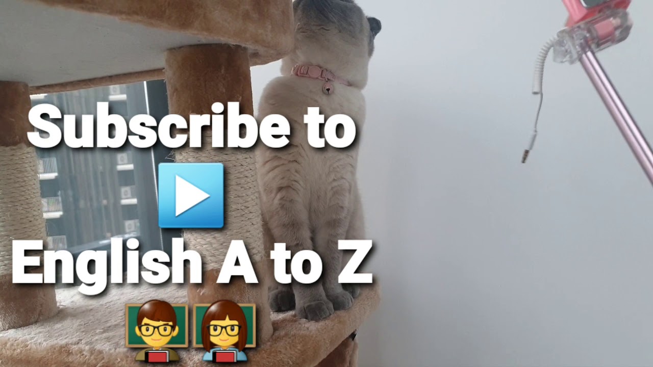 Even these cats try to learn English, or at least to play👍💪 - YouTube