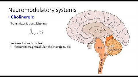 Neuromodulatory systems of brain