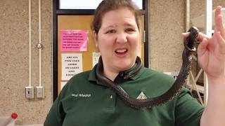 Meet Three Missouri Snakes