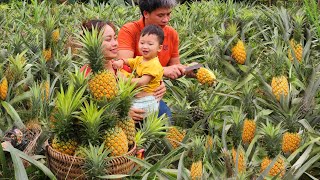 Harvesting pineapples goes to market sell | meet the poor dog - Chúc Tòn Bình