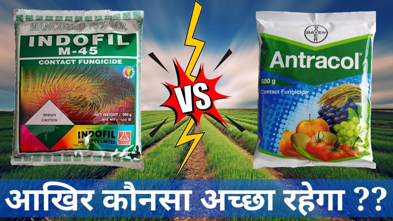 Propineb vs Mancozeb/Antracol vs M45/Who is Better/M45 Fungicide YouTube