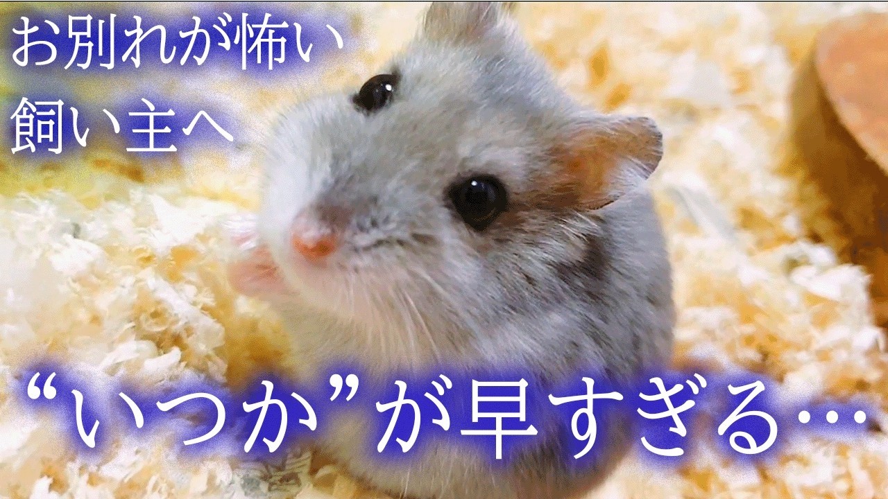 ハムスターを迎えたいけどお別れが怖い方へ話します