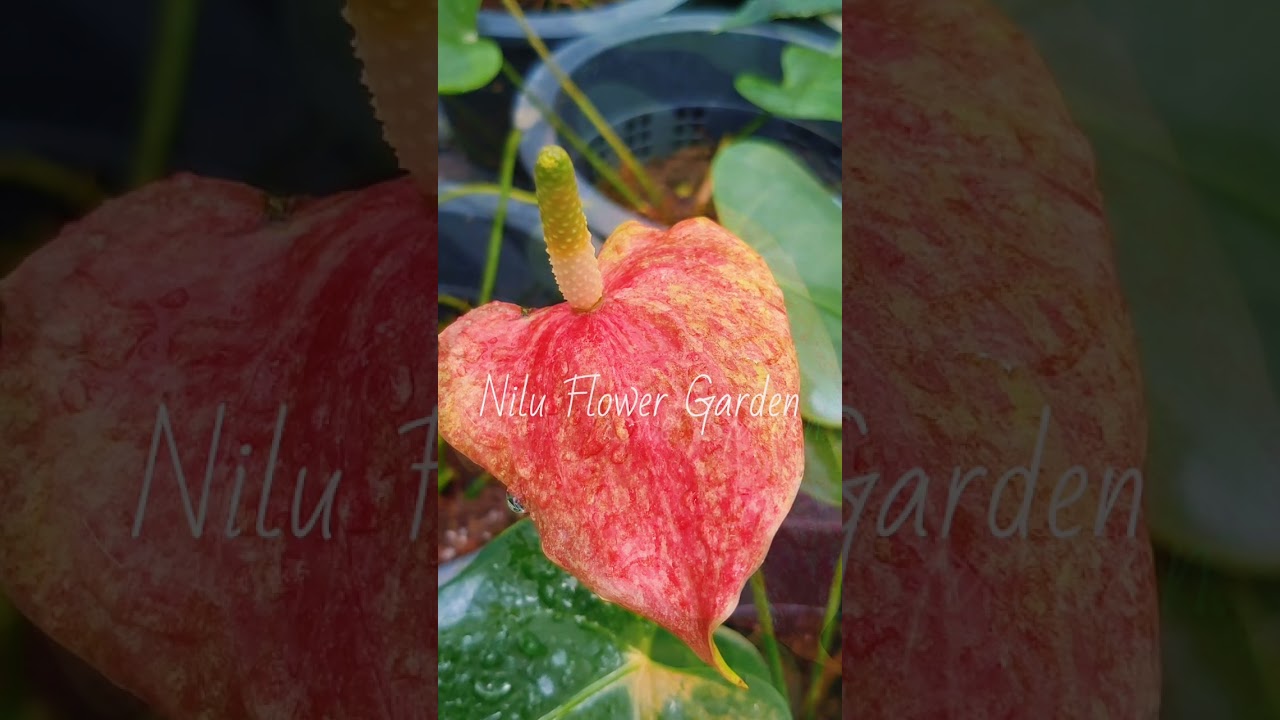 Kitty Splash 💛💛💛පොහොට්ටුව සහිත ශාකය අලෙවියට