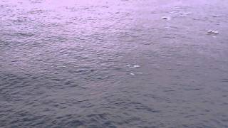 Hundreds of Dolphins on Alaska Cruise