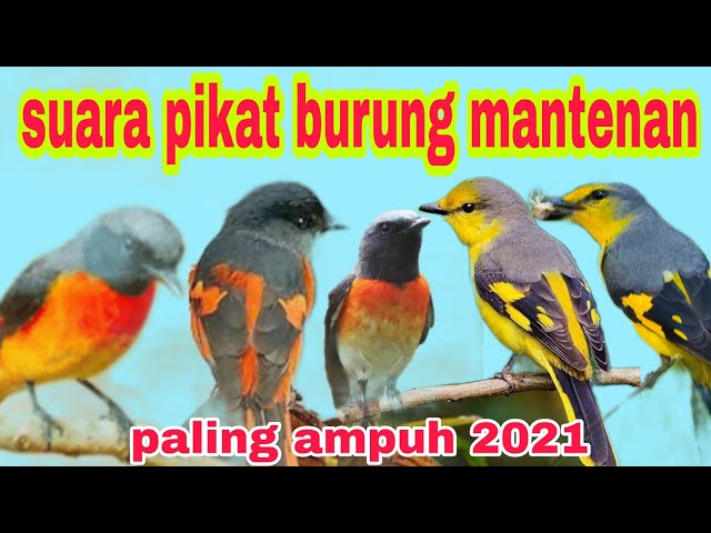 SUARA PIKAT BURUNG MANTENAN PALING AMPUH 2021 class=