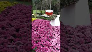 2020 Shilin Residence  Chrysanthemum flower show