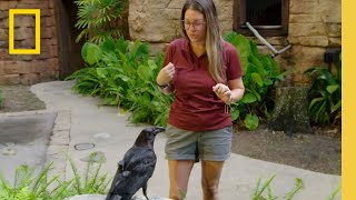 Raven Intelligence | Logan the Raven Learns a New Trick | Magic of Disney's Animal Kingdom