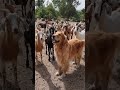 Goat farming is profitable business nowadays
