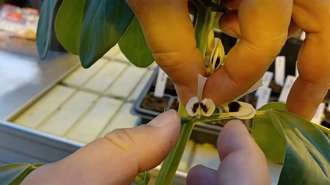 Tripping faba bean flower