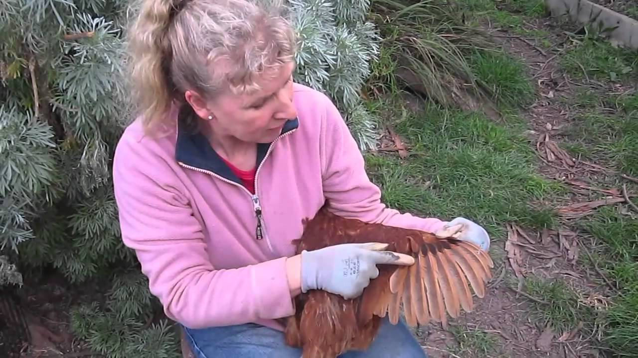 Clipping chicken wing