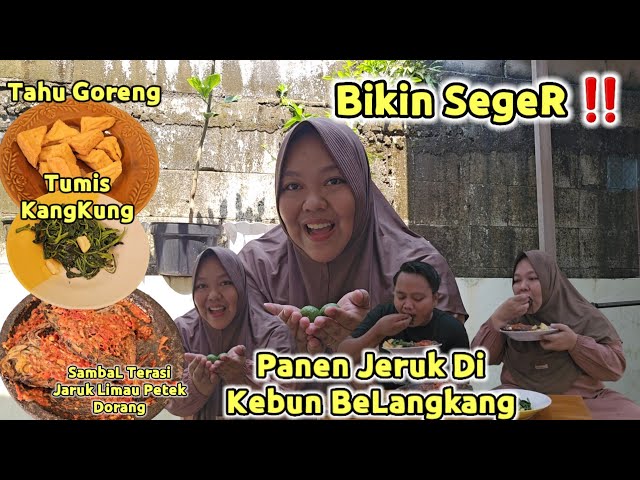 Bikin MeLek ‼️ Panen Jeruk DiKebun BeLakang class=