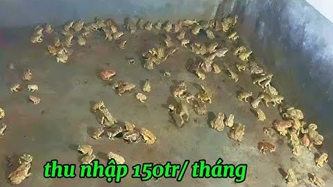 Nuôi Cóc thu nhập 150 triệu / tháng mà cực kỳ nhàn hạ