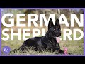 Facts About German Shepherds - Dog Advice with Leah