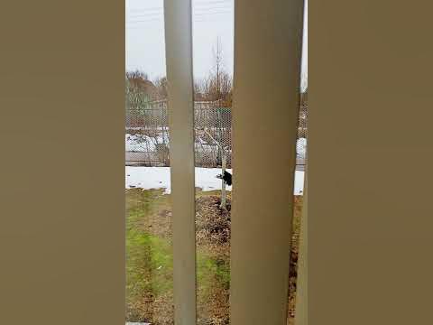 ДАЧНИКИ ПИТЕРА 🙄 ЛЕН.ОБЛ. НЕМНОГО ЗИМА И ВЕСНА 😄 #artинтересный # ...