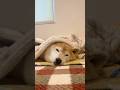 #わたしの犬 #みつめる選手権 柴犬マロたんver🐶✨(素材ご提供:柴犬マロたん)