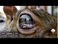 The Squirrel S Eye How A TikToker Exposed A Deadly Conspiracy 
