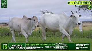 LOTE 15   GPO A2557 CRIA 9639