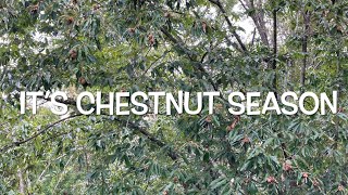 Chestnut Season on the farm. How to harvest and prepare chestnuts. From Mrs. Mac