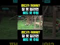 [PandaTV] 판다가 귀여워? 잘 못 걸리면... 뼈도 못 추림