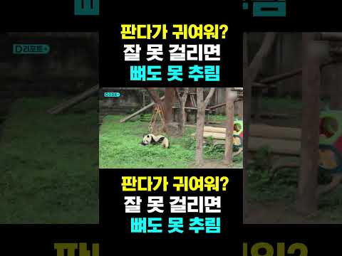 [PandaTV] 판다가 귀여워? 잘 못 걸리면...  뼈도 못 추림
