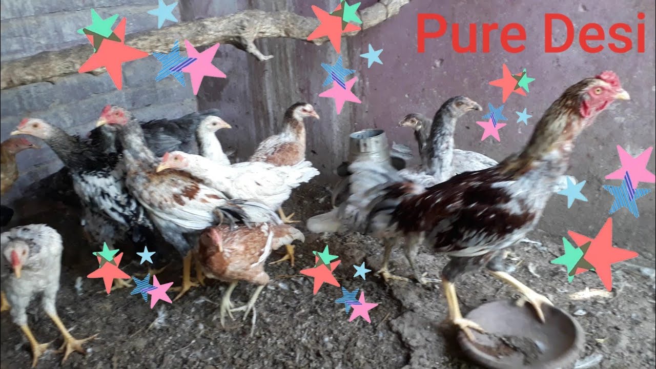Pure Desi Hens| Desi hen chicks | (
