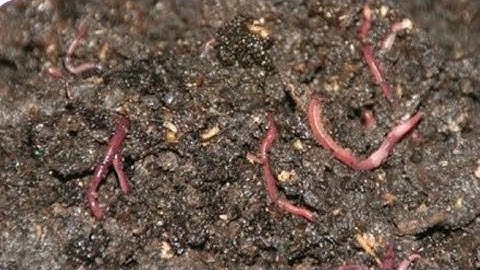 5th standard term 3 Science || Our Environment Part 4