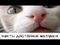 Блиц-факты #7 Коты и кошки