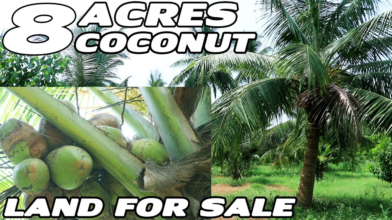 8 ACRES COCONUT AGRICULTURAL LAND FOR SALE AT KATHIPUDI IN EAST