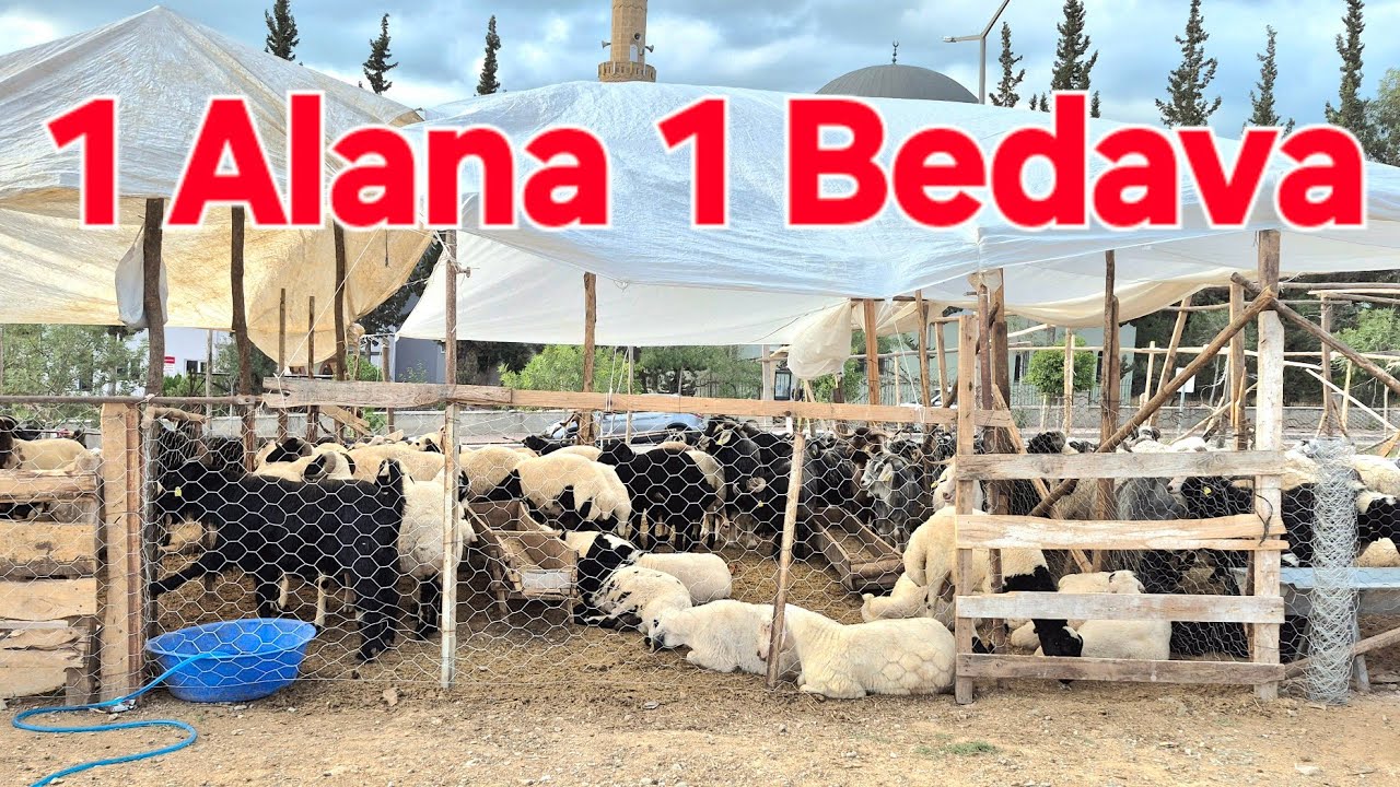 2025 ADANA ÇUKUROVA BELEDİYE EVLERİ HAYVAN PAZARI #keşfet #koyun #keçi #kurbanlıkfiyatları #adana