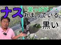 ナスの葉っぱが黒い方・丸まっている方必見！理由と対策（2025.5.9）