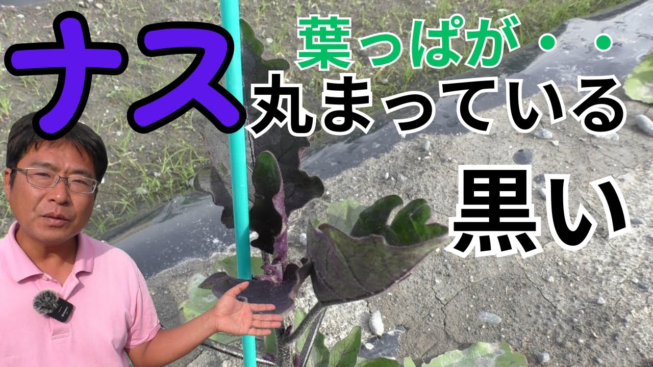 ナスの葉っぱが黒い方・丸まっている方必見！理由と対策（2025.5.9）
